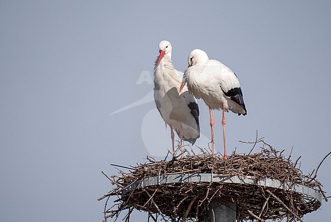 White Stork (Ciconia ciconia) pair perched on a nest on a pole stock-image by Agami/Roy de Haas,