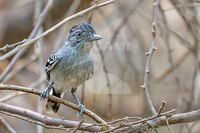Endemic Bolivian Slaty Antshrike (Thamnophilus sticturus), male, Bolivia stock-image by Agami/Tomas Grim,