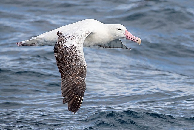 Southern Royal Albatross (Diomedea epomophora) flying over the waves of the southern Pacific ocean of subantarctic New Zealand. stock-image by Agami/Marc Guyt,