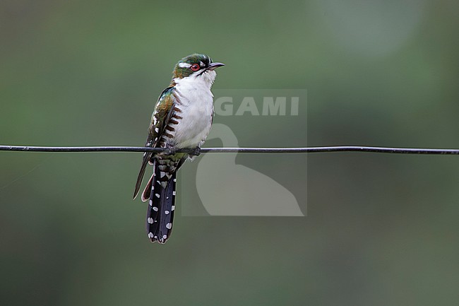 Adult Diederik Cuckoo (Chrysococcyx caprius) perched on a wire. stock-image by Agami/David Monticelli,