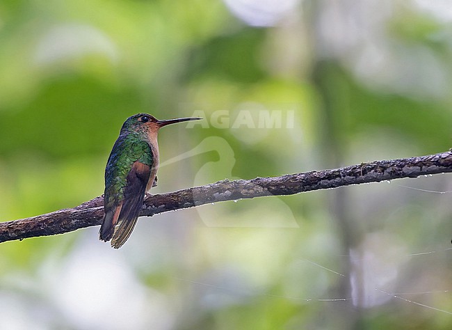 Pirre Hummingbird (Goldmania bella) in Panama. Also known as Rufous-cheeked hummingbird. Only found on a few isolated ridges in Panama's eastern Darién Province and in adjacent Chocó Department in Colombia. stock-image by Agami/Pete Morris,