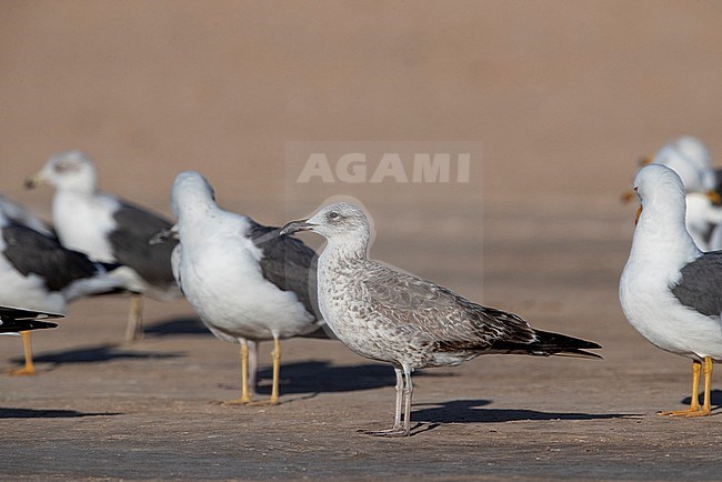 Immature Lesser Black-backed Gull (Larus fuscus) standing in gull flock on the beach in Western Sahara, Morocco. stock-image by Agami/Rafael Armada,