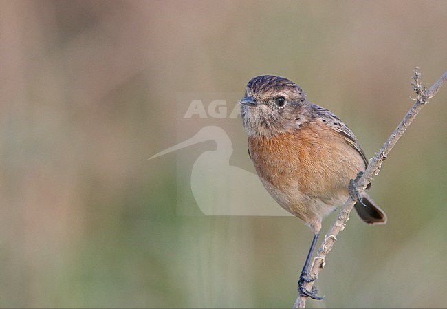 Vrouwtje Roodborsttapuit, Female European Stonechat stock-image by Agami/Markus Varesvuo,