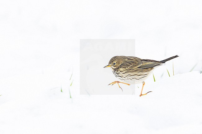 Graspieper, Meadow Pipit, Anthus pratensis stock-image by Agami/Menno van Duijn,