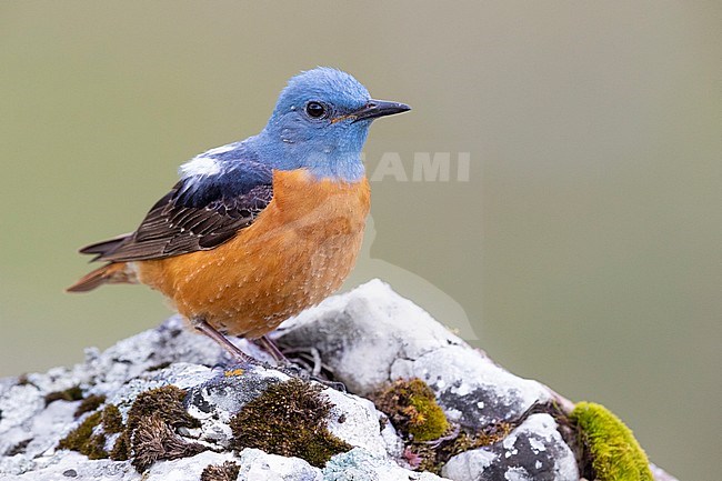 Common Rock Thrush (Monticola saxatilis), front view of an adult male perched on a rock, Abruzzo, Italy stock-image by Agami/Saverio Gatto,