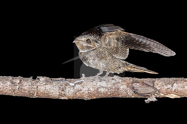 Adult Chuck-will's-widow, Antrostomus carolinensis
Miami-Dade Co., FL stock-image by Agami/Brian E Small,