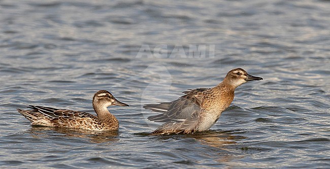 Garganey (Anas querquedula), an adult male in eclipse plumage (left) and juvenile, swimming side by side in a freshwater lake near Deventer in the Netherlands. stock-image by Agami/Edwin Winkel,