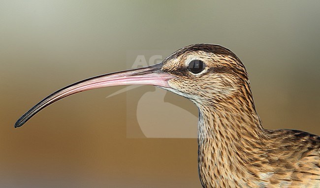 Bristle-thighed Curlew (Numenius tahitiensis) at Tekokota - Tuamotu archipelago - French Polynesia. stock-image by Agami/Aurélien Audevard,