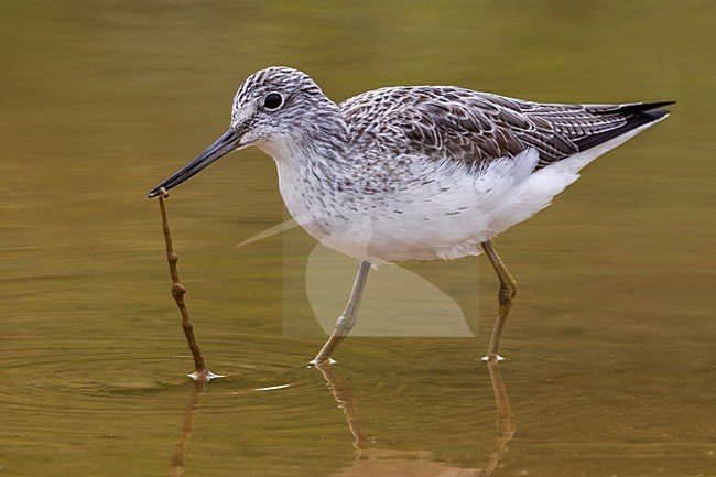 Foeragerende Groenpootruiter, Common Greenshank foraging stock-image by Agami/Daniele Occhiato,