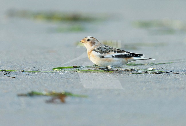 Snow Bunting (Plectrophenax nivalis) resting on a beach in Finland during autumn. stock-image by Agami/Dick Forsman,