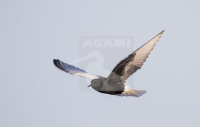 White-winged Tern - Weissflügel-Seeschwalbe - Chlidonias leucopterus, Russia (Tscheljabinsk), adult stock-image by Agami/Ralph Martin,