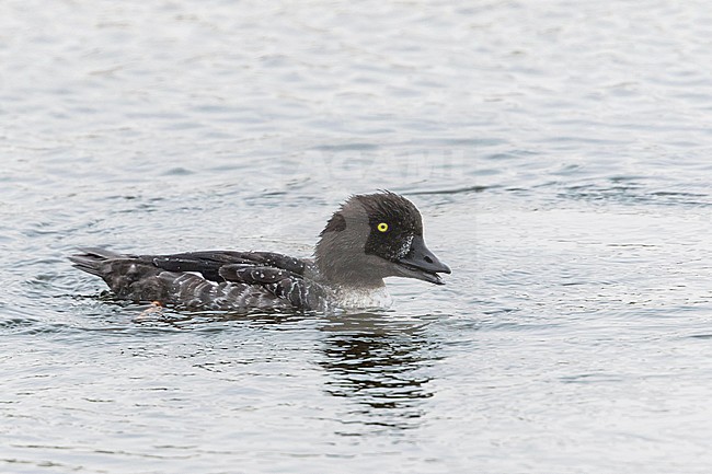 Barrow's Goldeneye - Spatelente - Bucephala islandica, Germany, adult male, eclipse stock-image by Agami/Ralph Martin,