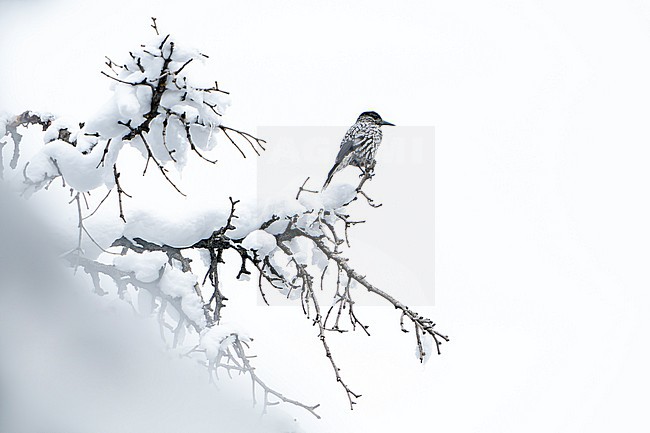Kashmir nutcracker (Nucifraga multipunctata) in India. Perched in a snow covered tree. Also known as large-spotted nutcracker. stock-image by Agami/Dani Lopez-Velasco,
