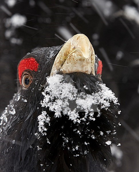 Mannetje Auerhoen foeragerend, Male Western Capercaillie foraging stock-image by Agami/Markus Varesvuo,