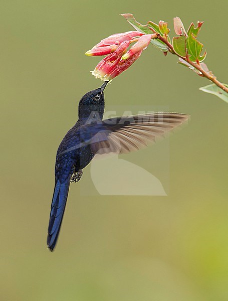 Side view of an endemic male Royal Sunangel (Heliangelus regalis) in flight while feeding at a pink flower in Abra Patricia, Peru, South America. stock-image by Agami/Steve Sánchez,
