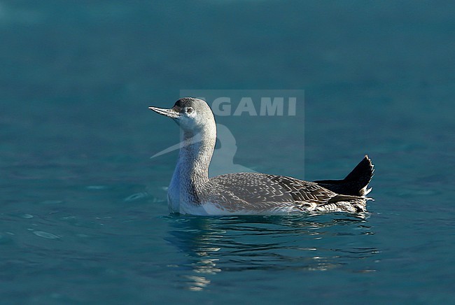 Second-year Red-throated Diver (Gavia stellata) wintering in France. stock-image by Agami/Aurélien Audevard,