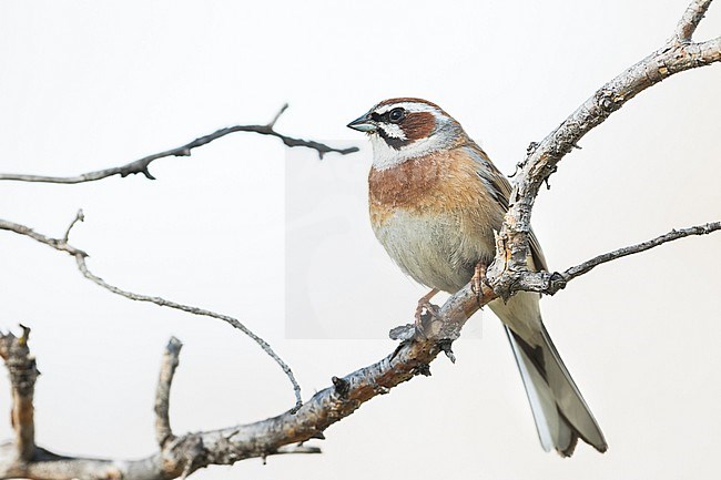 Meadow Bunting - Wiesenammer - Emberiza cioides ssp. cioides, Russia (Baikal), adult male stock-image by Agami/Ralph Martin,