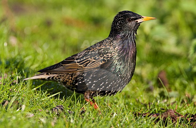 Spreeuw; Common Starling stock-image by Agami/Marc Guyt,