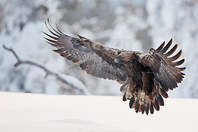Golden Eagle (Aquila chrysaetus) Kuusamo Finland January 2018. stock-image by Agami/Markus Varesvuo,