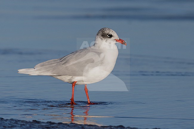 Mediterranean Gull (Ichthyaetus melanocephalus), side view of an adult standing on the shore, Campania, Italy stock-image by Agami/Saverio Gatto,