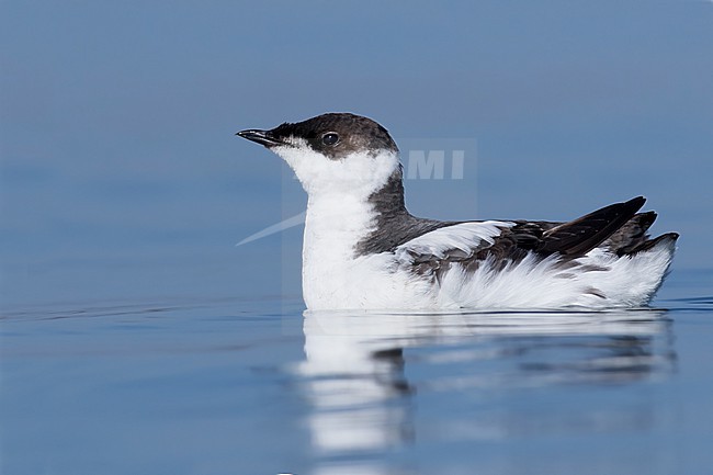 Marbled Murrelet (Brachyramphus marmoratus) in winterplumage stock-image by Agami/Dubi Shapiro,