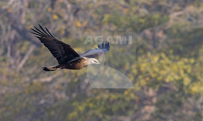 Pallas's fish eagle, Haliaeetus leucoryphus, in India. stock-image by Agami/Ian Davies,