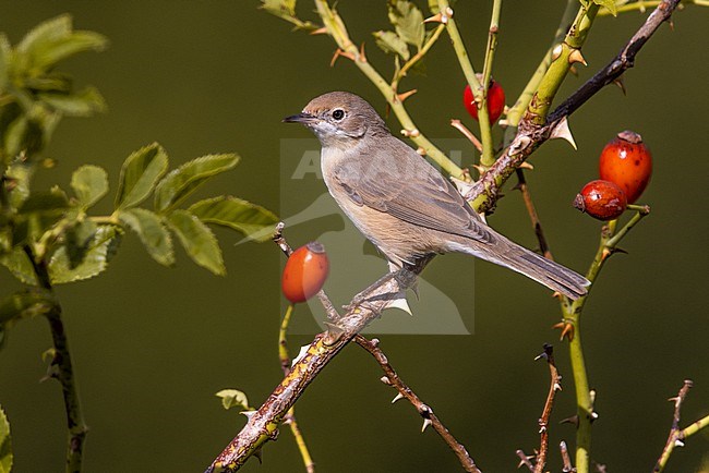 Female (type) Moltoni's Warbler, Sylvia subalpina, in Italy. Perched on a twig in autumn. stock-image by Agami/Daniele Occhiato,