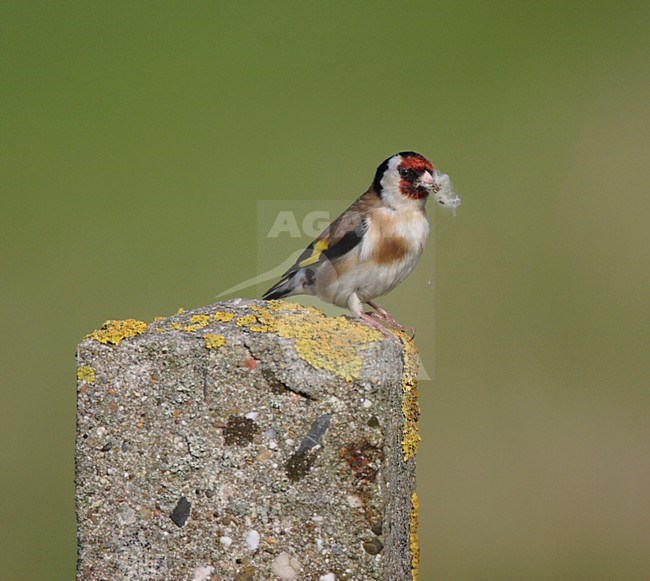 Putter zittend op paal; European Goldfinch perched on pole stock-image by Agami/Reint Jakob Schut,