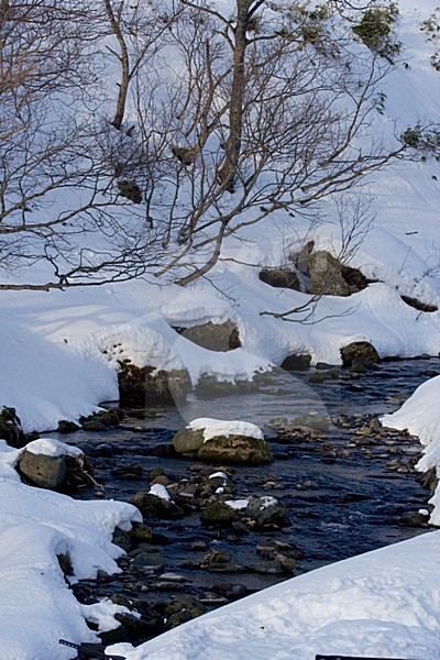 Bergbeek bij Rausu op Hokkaido; Stream at Rausu on Hokkaido stock-image by Agami/Marc Guyt,