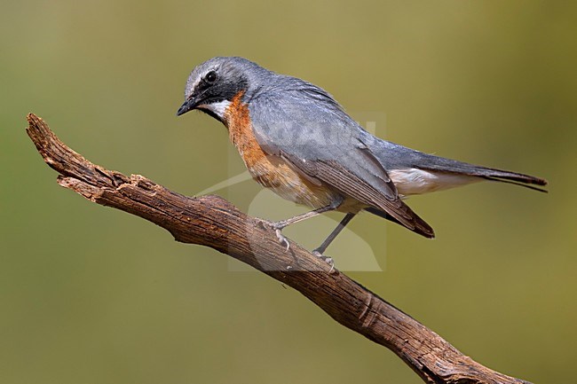 Perzische Roodborst zittend op een tak; White-throated Robin perched on a branch stock-image by Agami/Daniele Occhiato,