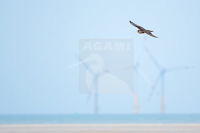 1st cy Peregrine Falcon (Falco peregrinus ssp. peregrinus) in Germany (Niedersachsen). Flying along the coast with wind turbines in the background. stock-image by Agami/Ralph Martin,