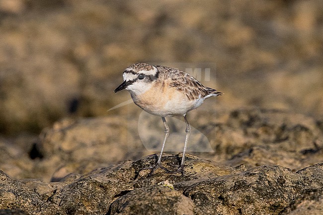 Adult Kittlitz's Plover (Charadrius pecuarius) standing on a rocky shore near Mogadishu, Somalia. stock-image by Agami/David Monticelli,