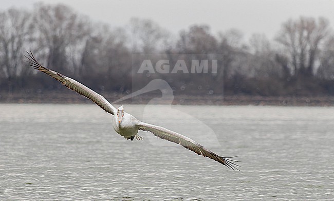 Dalmatian Pelican (Pelecanus crispus) at Lake Kerkini, Greece stock-image by Agami/Marc Guyt,