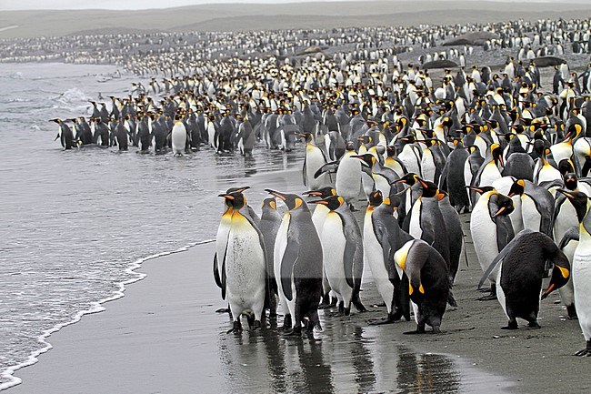 King Penguin (Aptenodytes patagonicus) on South Georgia. Huge numbers of penguins standing on the beach. stock-image by Agami/Pete Morris,