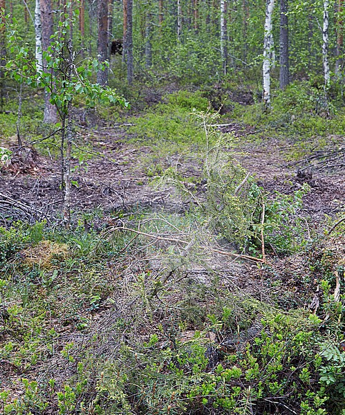 Vrouwtje Auerhoen op nest, Female Western Capercaillie on nest stock-image by Agami/Markus Varesvuo,