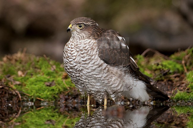 Sperwer bij drinkplaats; Eurasian Sparrowhawk at drinking site stock-image by Agami/Han Bouwmeester,