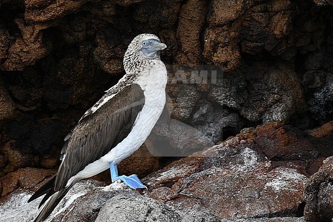 Blue-footed Booby (Sula nebouxii) on the Galapagos islands. stock-image by Agami/Laurens Steijn,