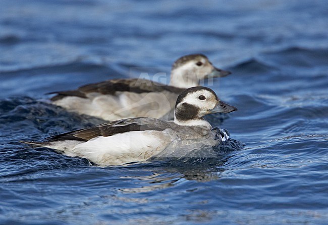 IJseend paartje in water; Long-tailed Duck pair in water stock-image by Agami/Markus Varesvuo,