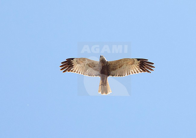 Western Marsh Harrier (Circus aeruginosus) adult male in flight, Texel stock-image by Agami/Roy de Haas,