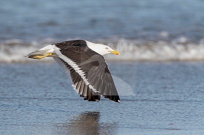 Kelp Gull (Larus dominicanus antipodus) in New Zealand. Adult in flight over the beach. stock-image by Agami/Marc Guyt,