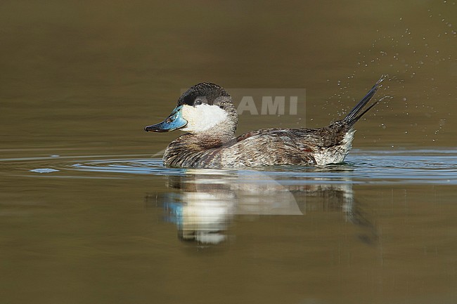 Adult male non-breeding
Maricopa Co., AZ
January 2015 stock-image by Agami/Brian E Small,