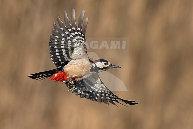 Great Spotted Woodpecker, Dendrocopos major, in Italy. stock-image by Agami/Daniele Occhiato,