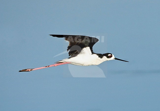 Amerikaanse Steltkluut in vlucht; Black-necked Stilt in flight stock-image by Agami/Roy de Haas,