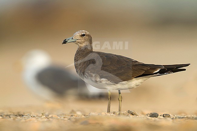 Sooty Gull - Hemprichmöwe - Larus hemprichii, Oman, 2nd cy stock-image by Agami/Ralph Martin,