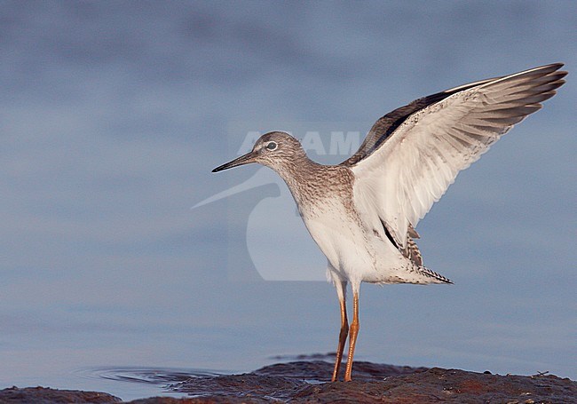 Redshank (Tringa totanus) UtÃ¶ Finland July 2012 stock-image by Agami/Markus Varesvuo,