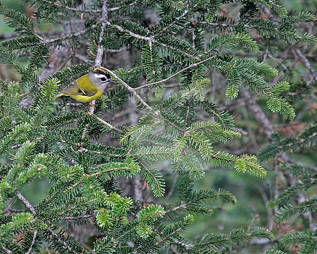 Flamecrest (Regulus goodfellowi) on Taiwan. stock-image by Agami/Pete Morris,