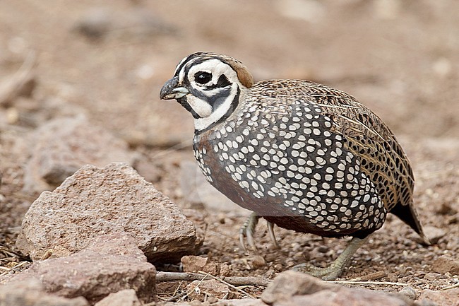 Adult male 
Jeff Davis Co., TX 
March 2010 stock-image by Agami/Brian E Small,