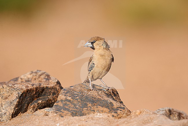 Adult Sociable Weaver (Philetairus socius) against a clean natural background, South Africa stock-image by Agami/Tomas Grim,