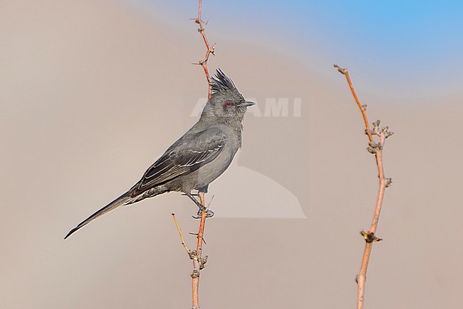 Adult female
San Diego Co., CA
January 2022 stock-image by Agami/Brian E Small,