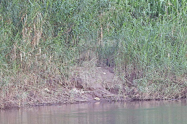 Pink-legged Rail (Hypotaenidia insignis) along river bank. It is endemic to the island of New Britain. Seldom seen. stock-image by Agami/Pete Morris,